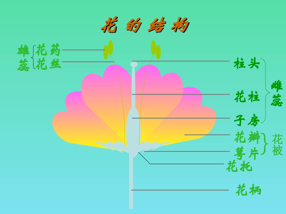 第五节-植物的开花和结果(苏教版)_第3页