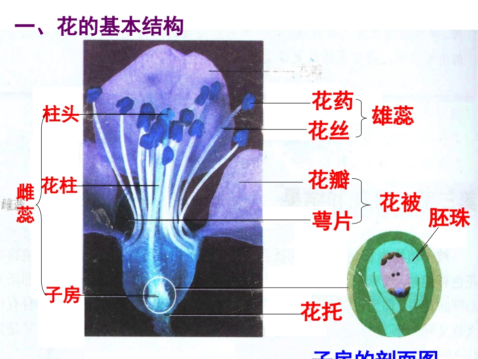 第三节-课件.开花和结果_第3页