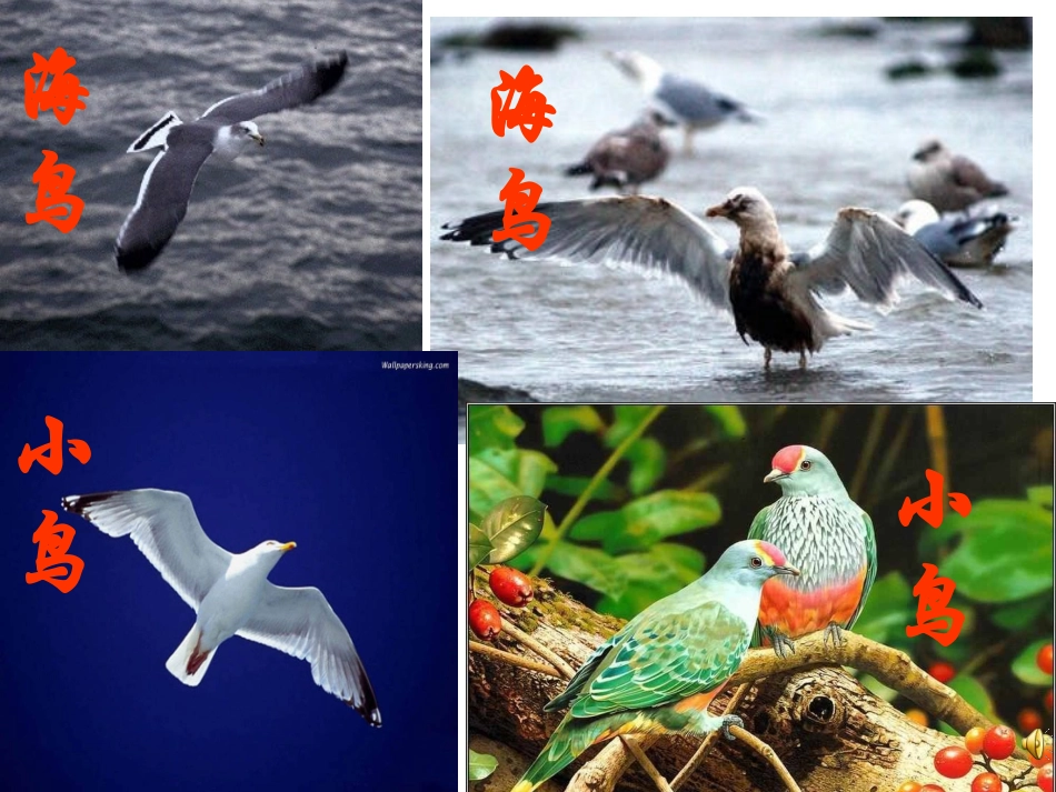 《都市精灵》集体备课课件._第1页