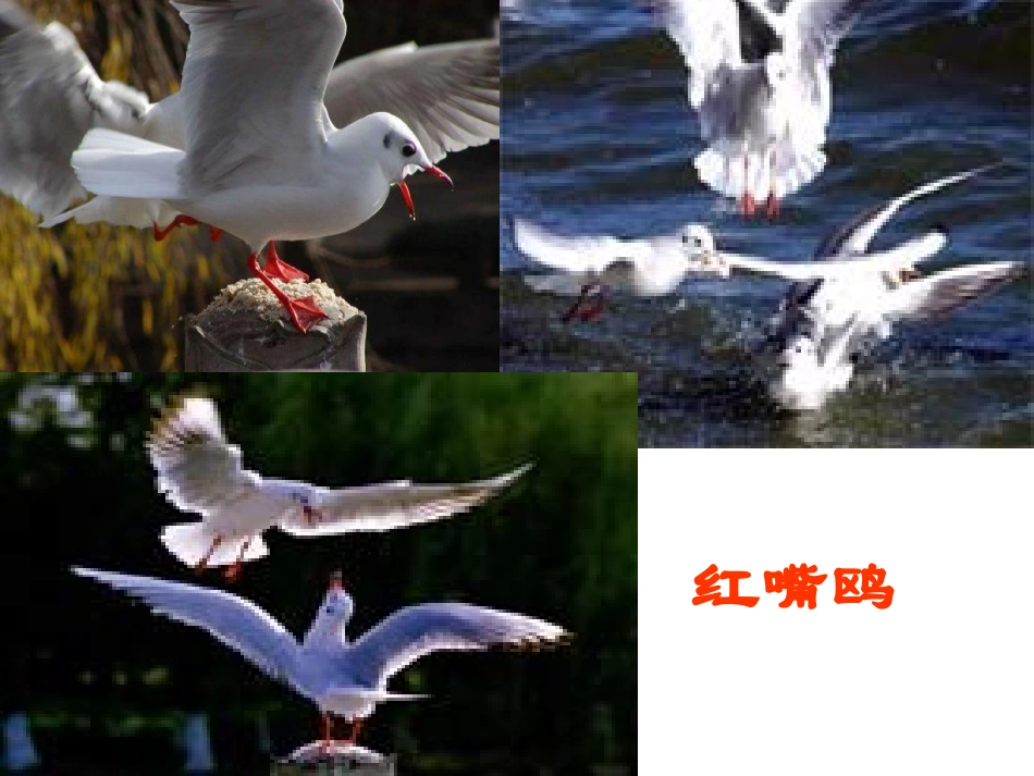 《都市精灵》集体备课课件._第3页