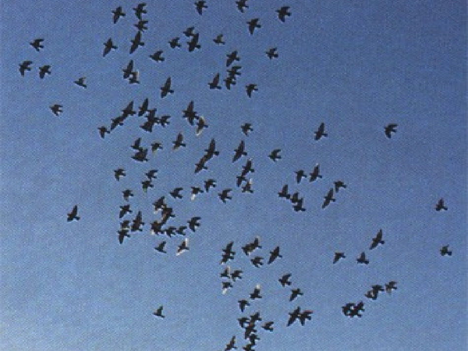 323磁场磁感线_第1页