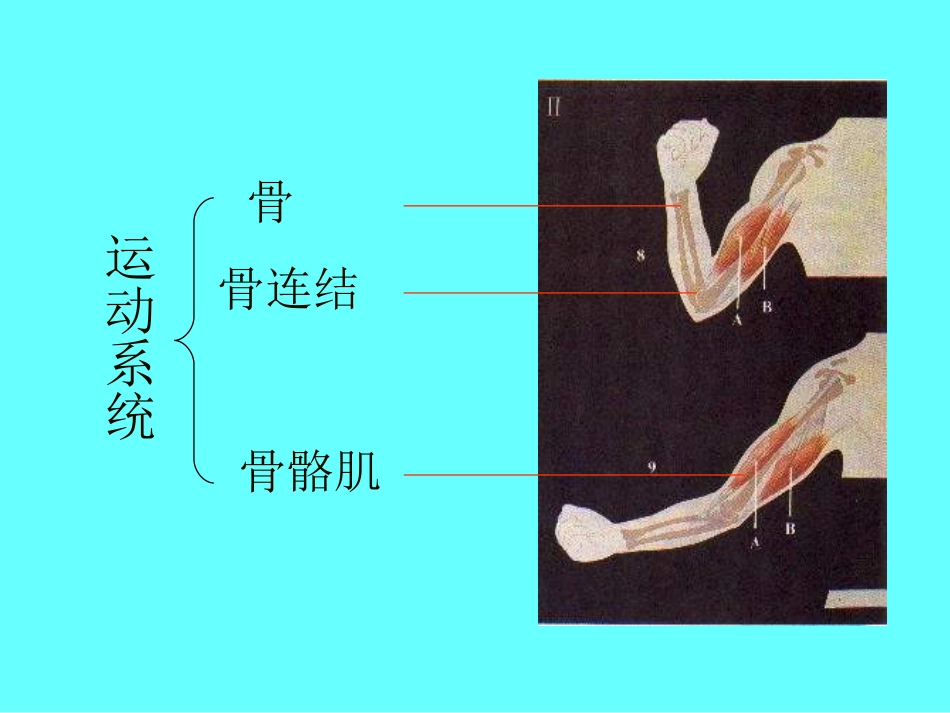 八年级生物动物的运动2._第3页