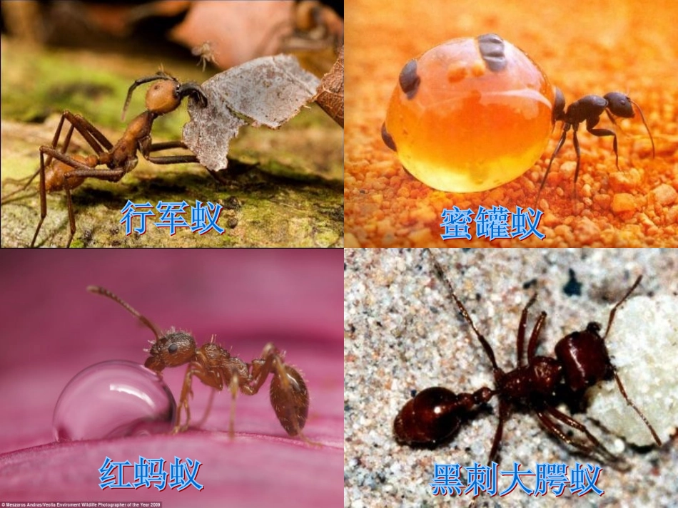 青岛版小学科学三年级下册《蚂蚁》课件1_第3页