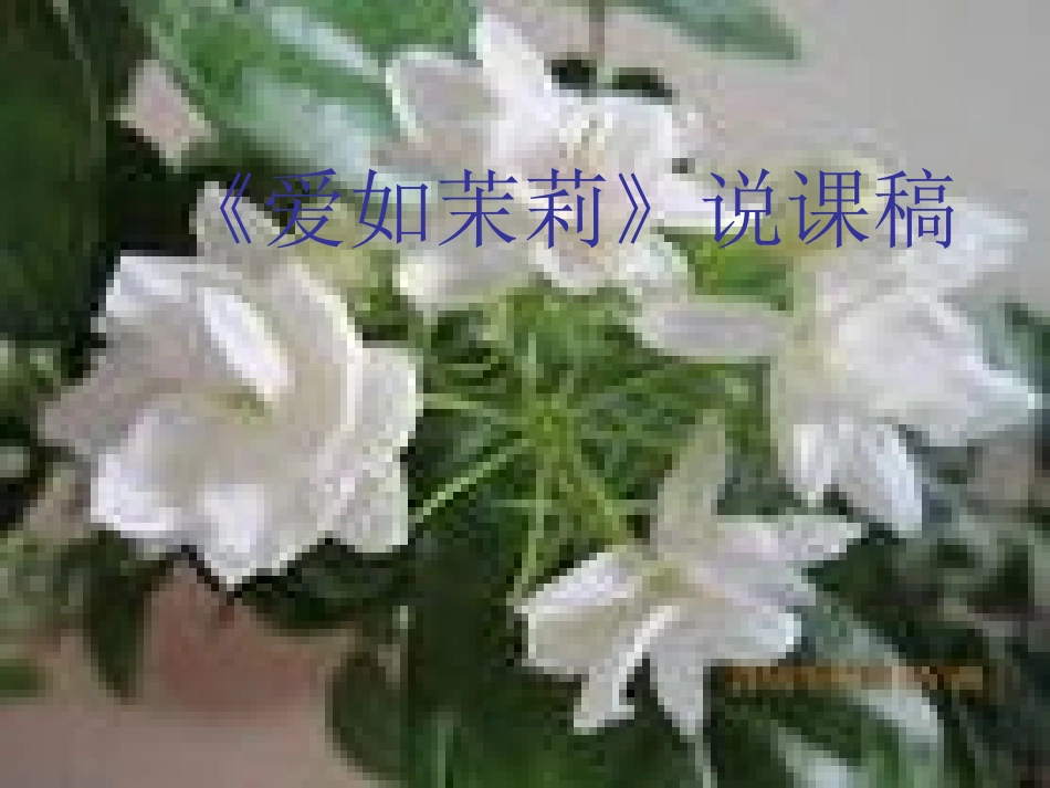 《爱如茉莉》说课2_第1页