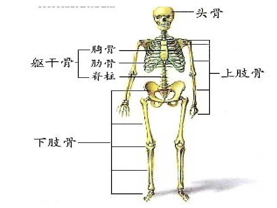 青岛版小学科学《骨骼》课件_第3页