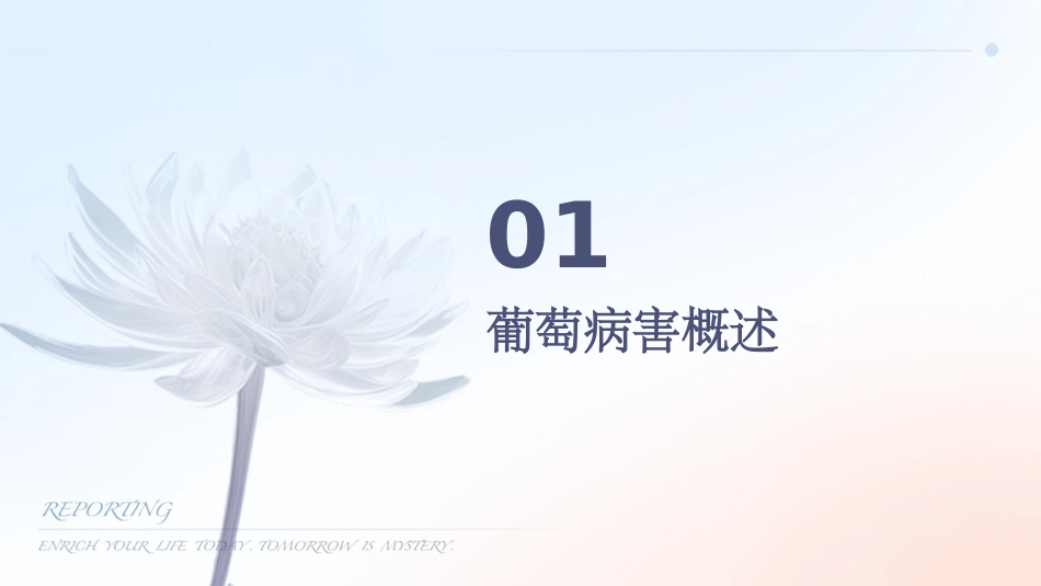 葡萄的主要病害课件_第3页