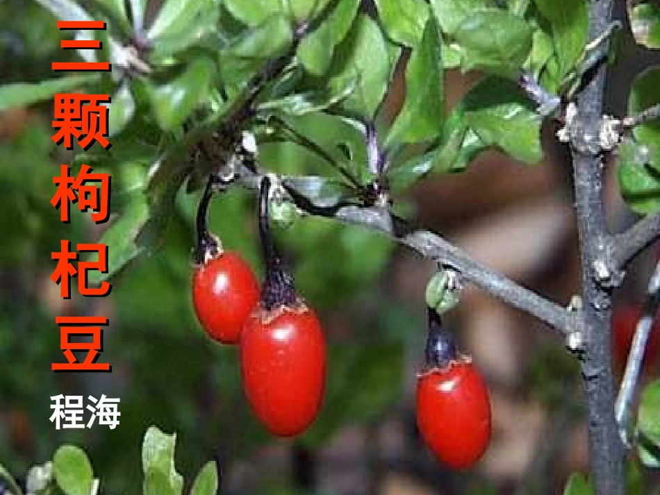 枸杞豆(1)_第2页