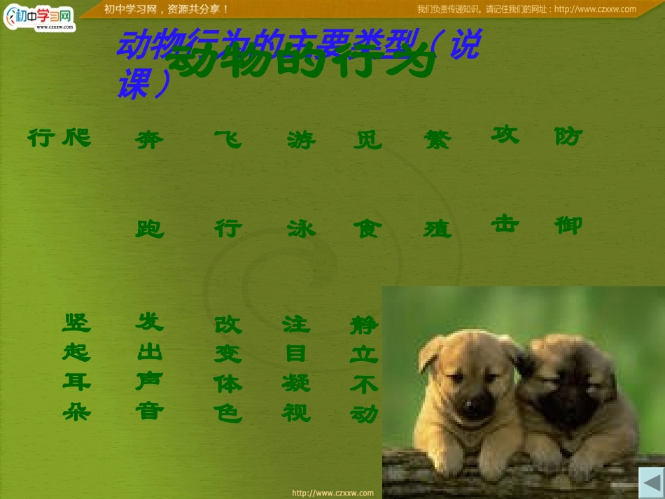动物细微的主要类型1_第3页