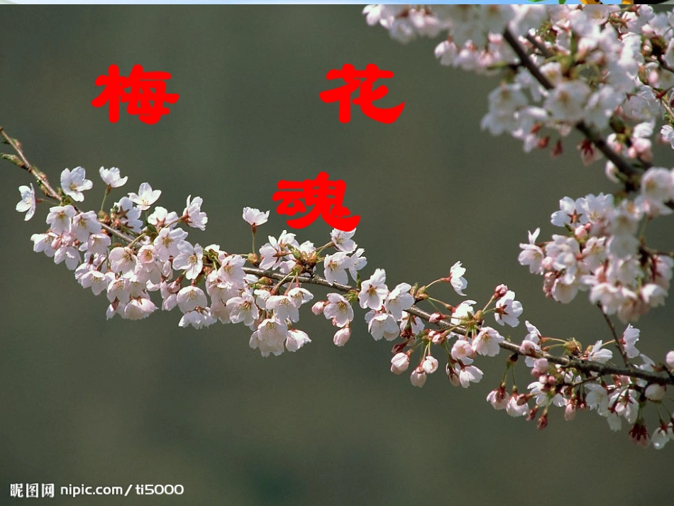《梅花魂》PPT教学课件一_第1页