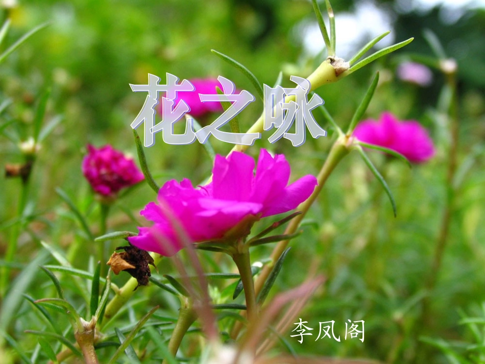 北师大版小学四下《花之咏》课件2011_第1页