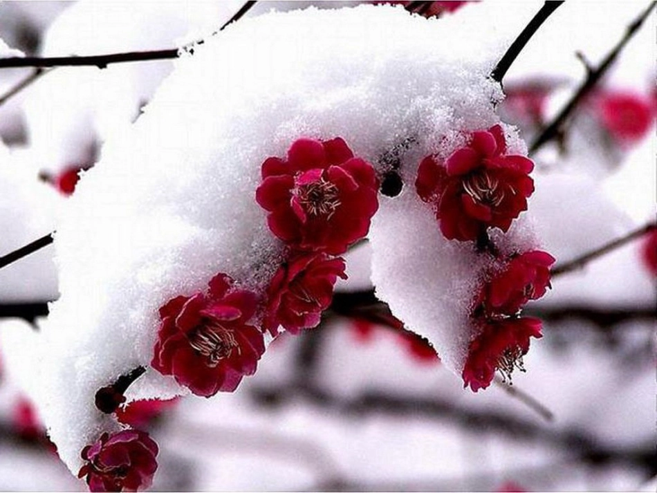 北师大版小学四下《花之咏》课件2011_第3页