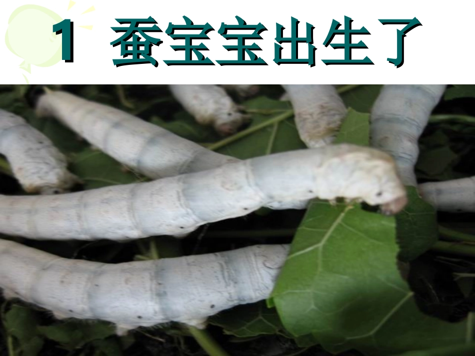 郭玉玲《蚕的一生》三年级下册第三单元第一课时_第2页