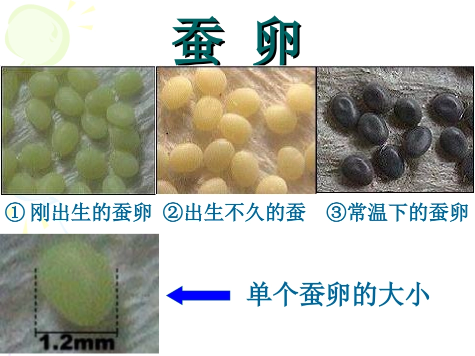 郭玉玲《蚕的一生》三年级下册第三单元第一课时_第3页