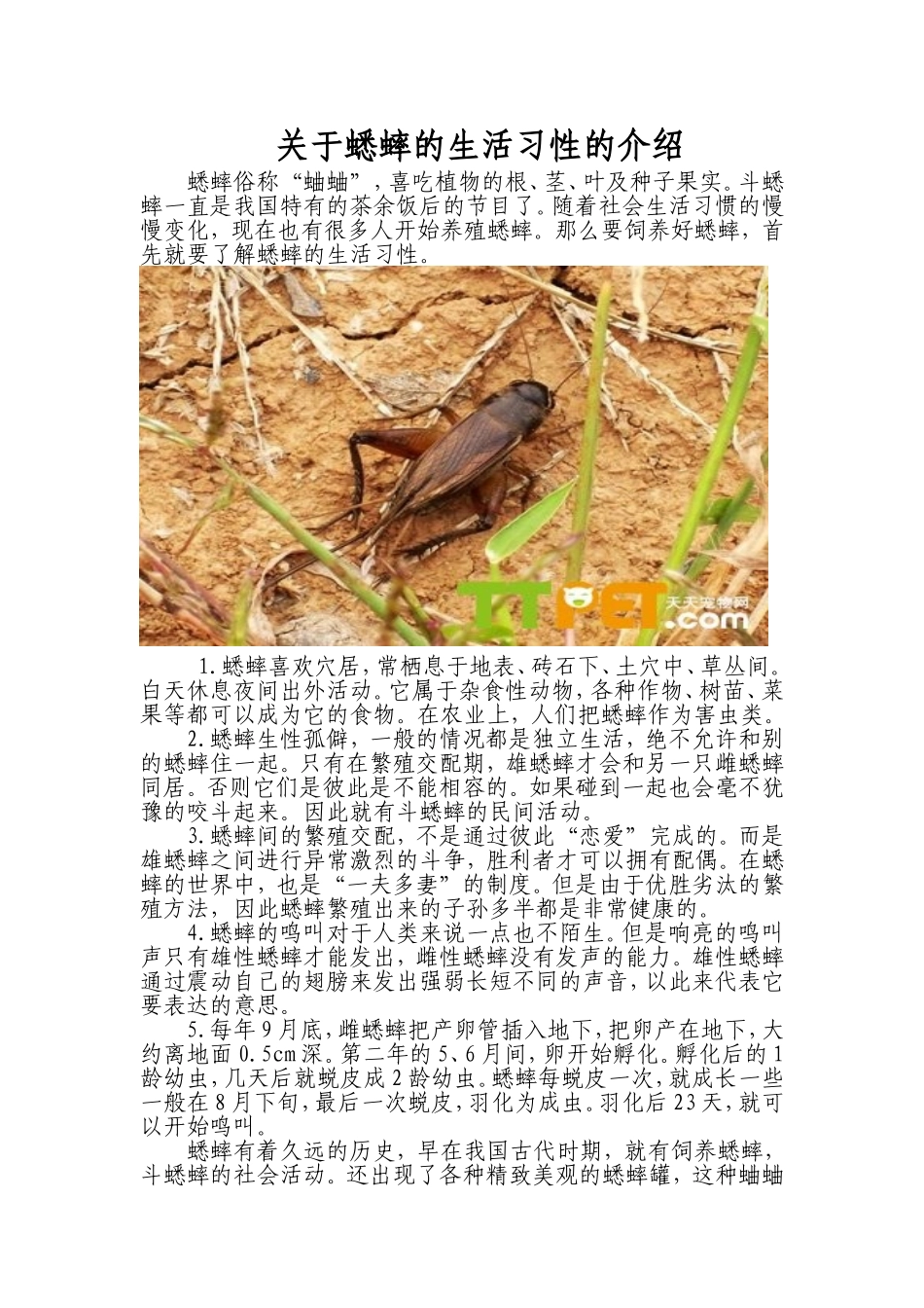关于蟋蟀的生活习性的介绍_第1页