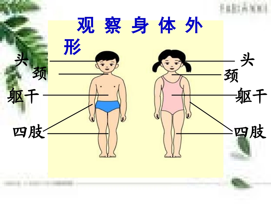 身体的结构课件_第3页