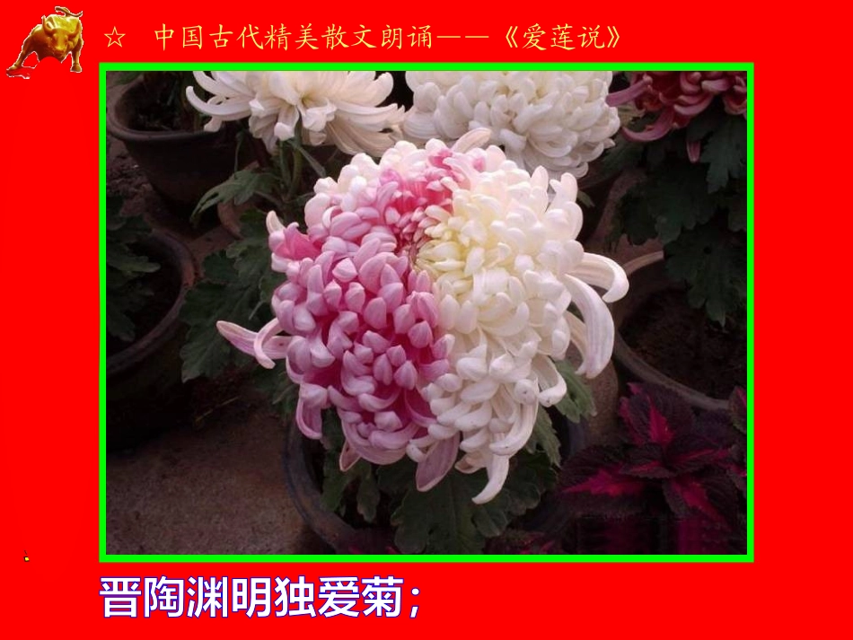 爱莲说（视频朗诵）_第3页