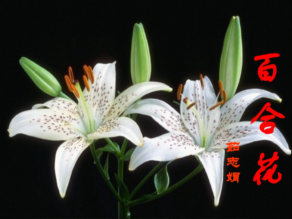 《百合花》课件 (2)_第1页