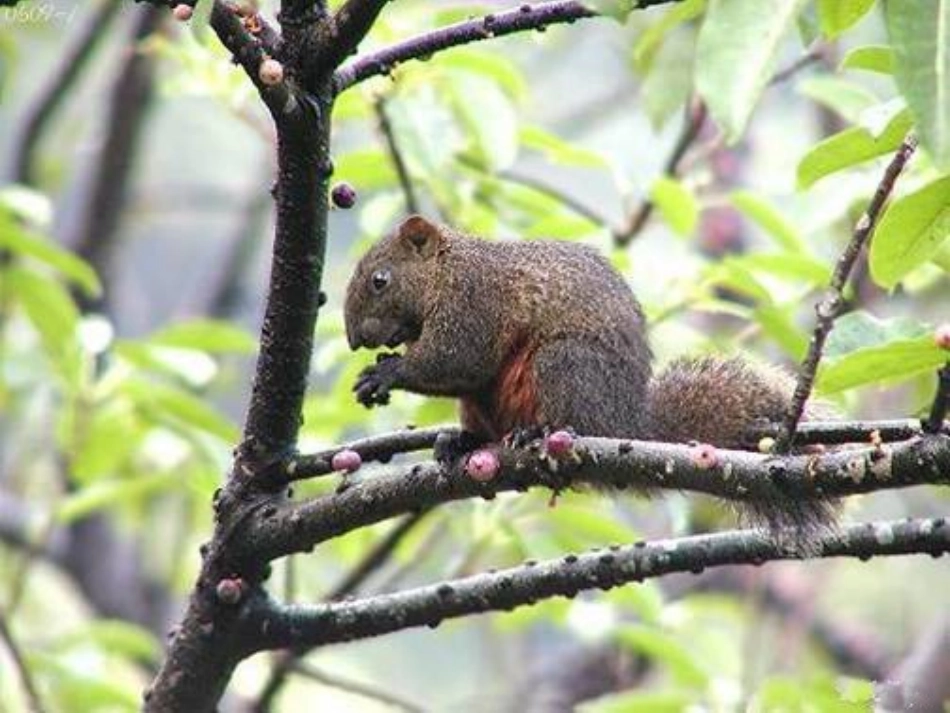 （人教新课标）五年级语文课件松鼠1_第2页