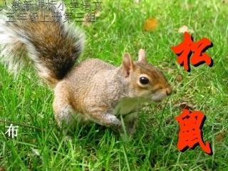 （人教新课标）五年级语文课件松鼠1