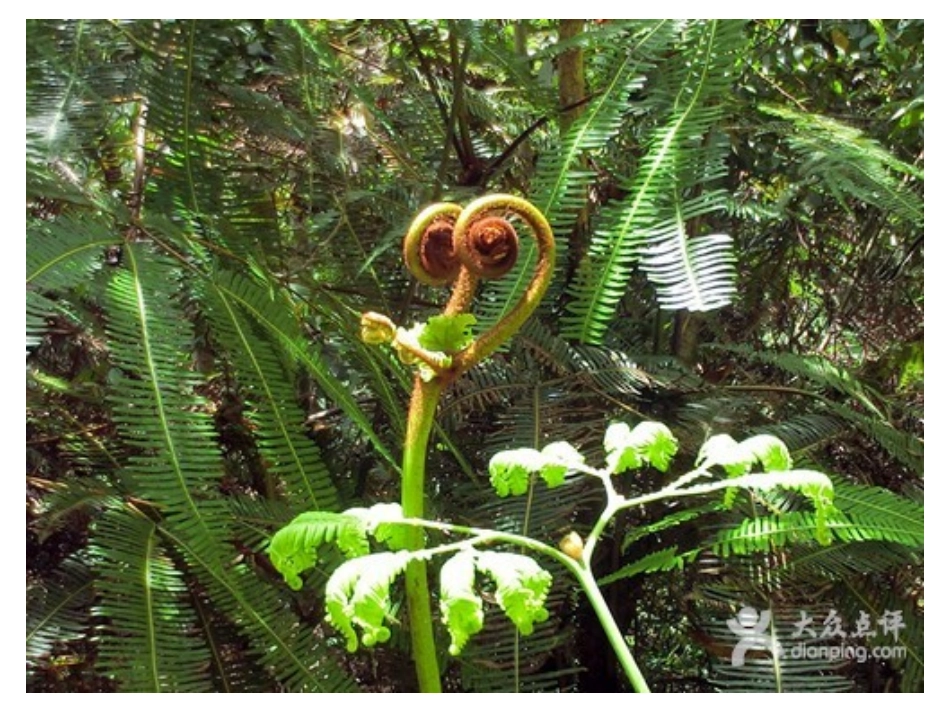 太空里的植物_第2页