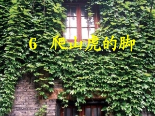 爬山虎的脚PPT