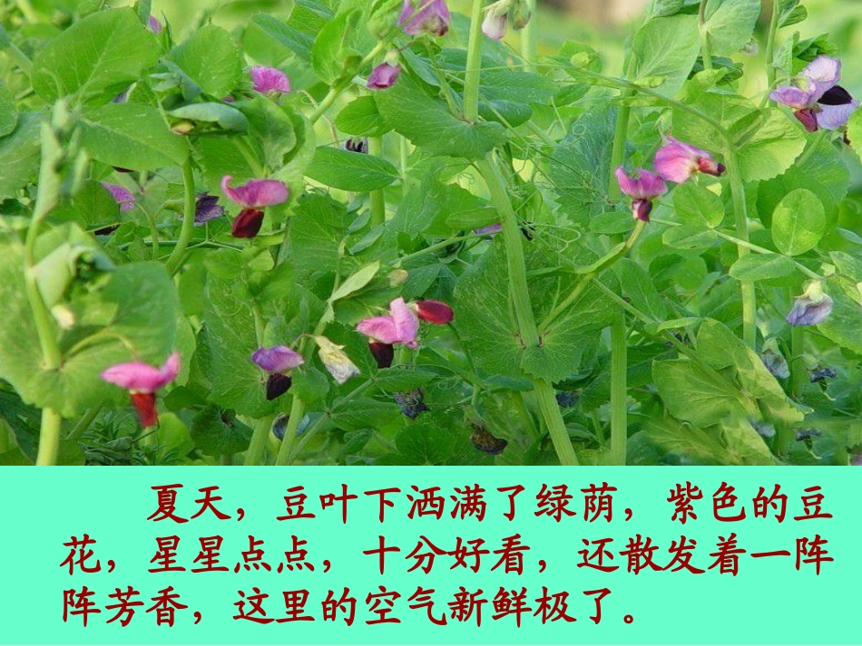 豆花庄的小家伙们_第2页