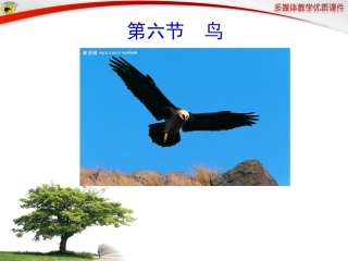 新人教版8年级上册第五单元第一章第六节——鸟
