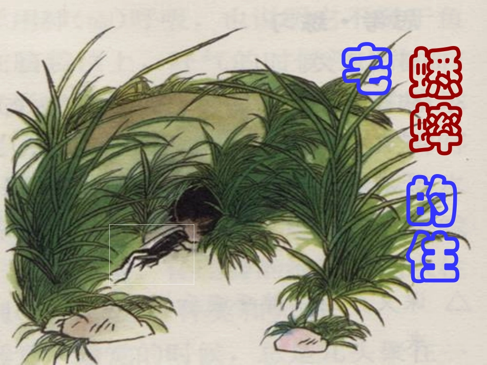 蟋蟀的住宅教学课件_第3页