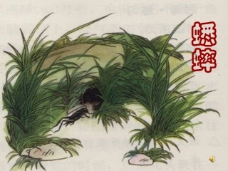 蟋蟀的住宅教学课件