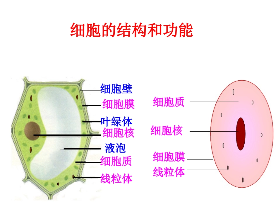 复习课《细胞的结构和功能》_第1页