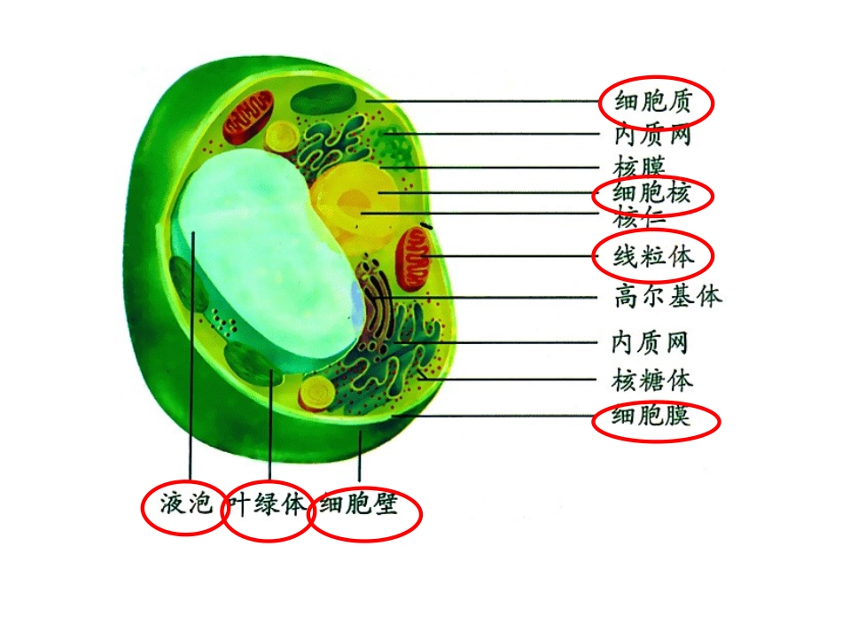 复习课《细胞的结构和功能》_第2页