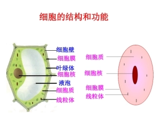 复习课《细胞的结构和功能》
