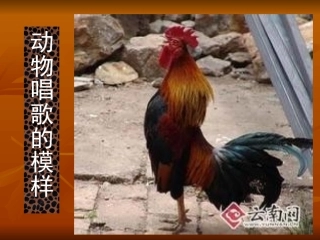 动物唱歌的模样