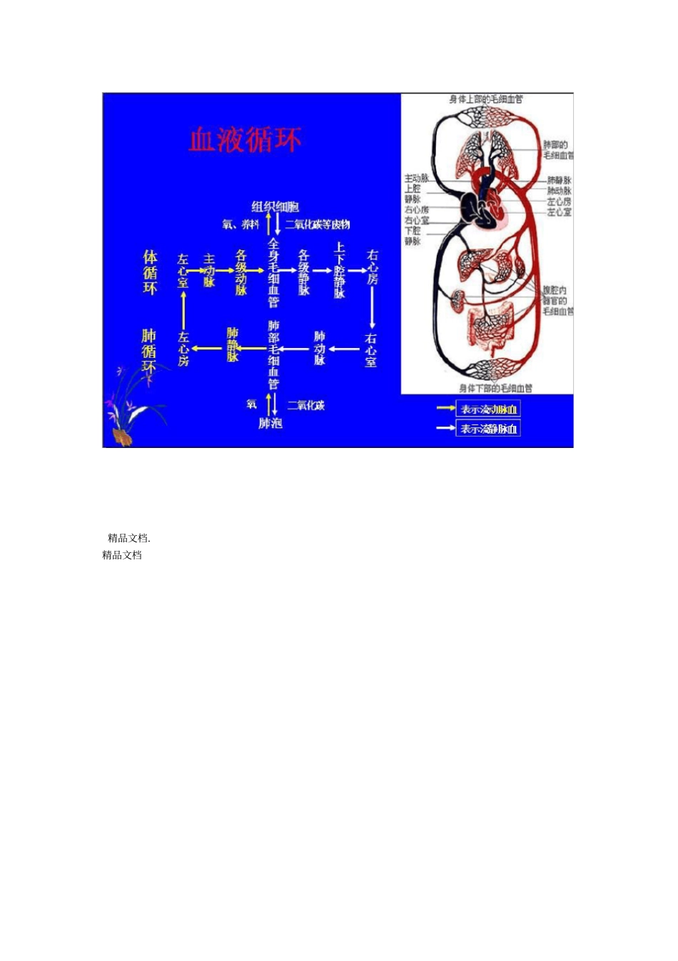 最新七年级下册生物血液循环难点知识点_第3页