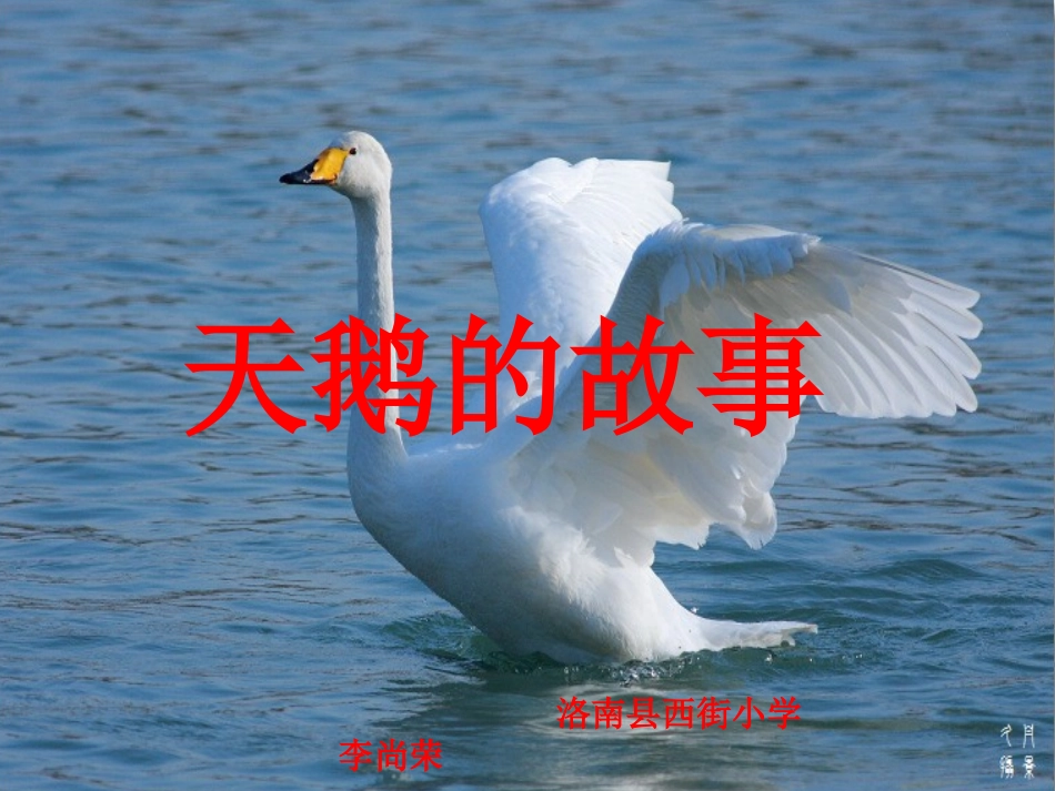 天鹅的故事课件_第2页