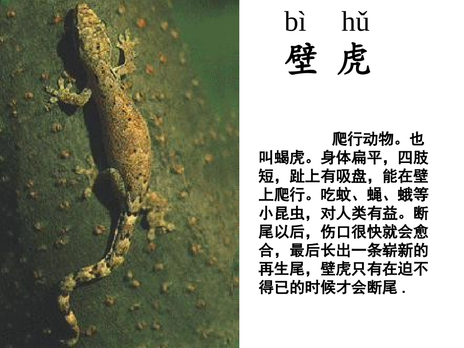 小壁虎结尾吧_第2页