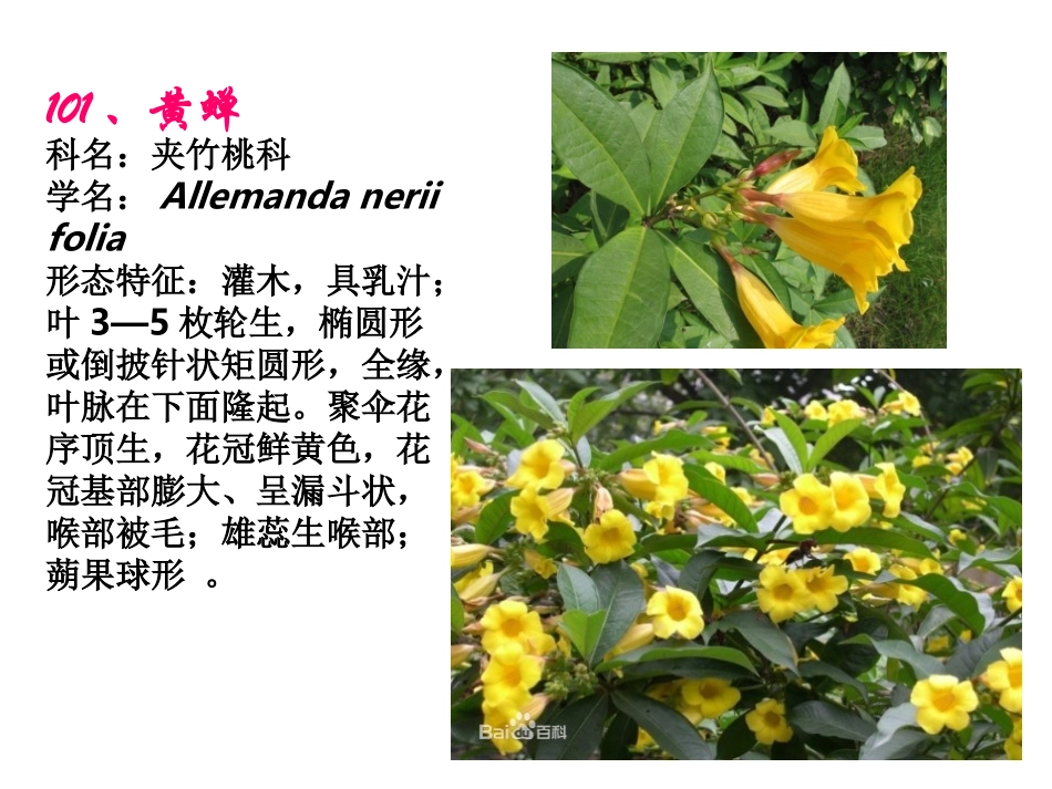 植物竞赛图100-130_第2页