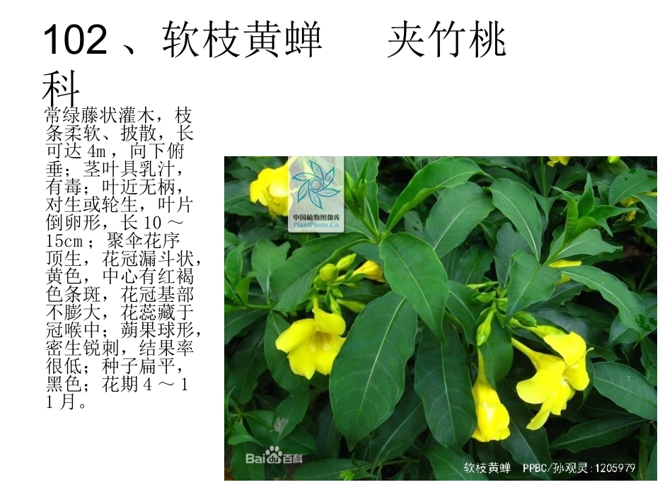 植物竞赛图100-130_第3页