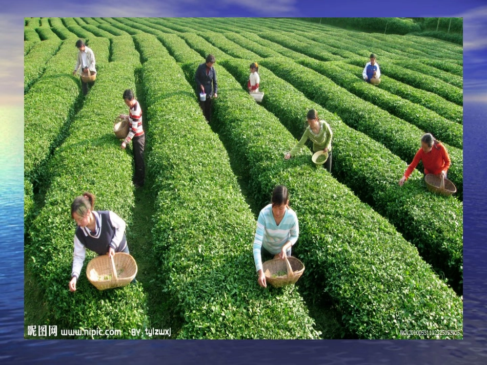 少先队员采茶歌_第2页