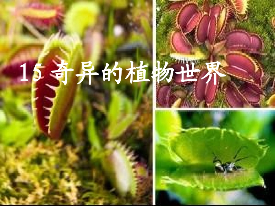 奇异的植物世界_第1页