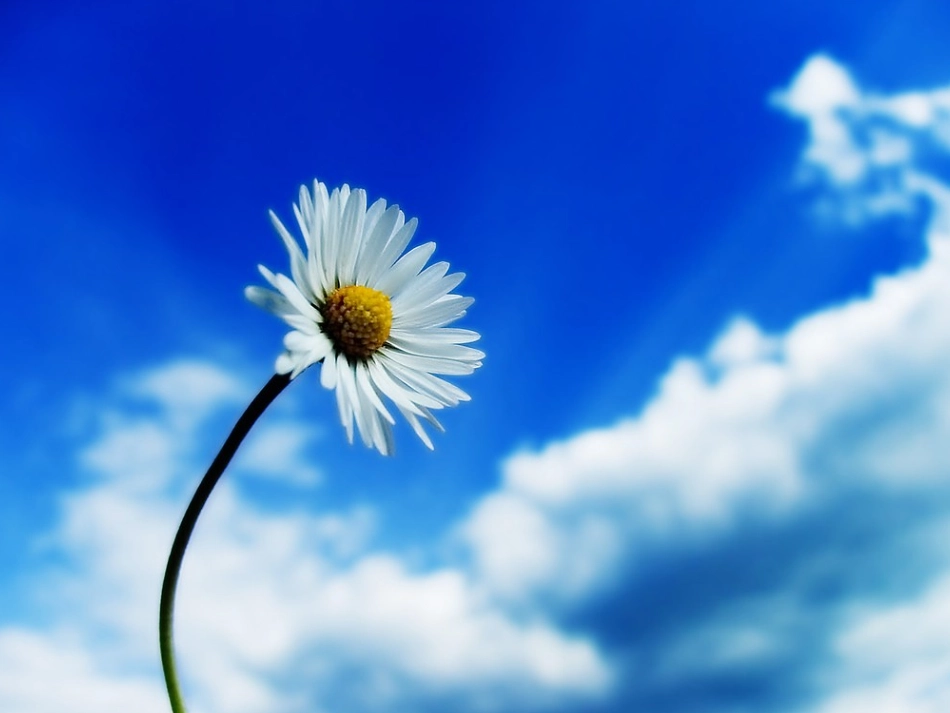 钓鱼的启示课件 (3)_第1页