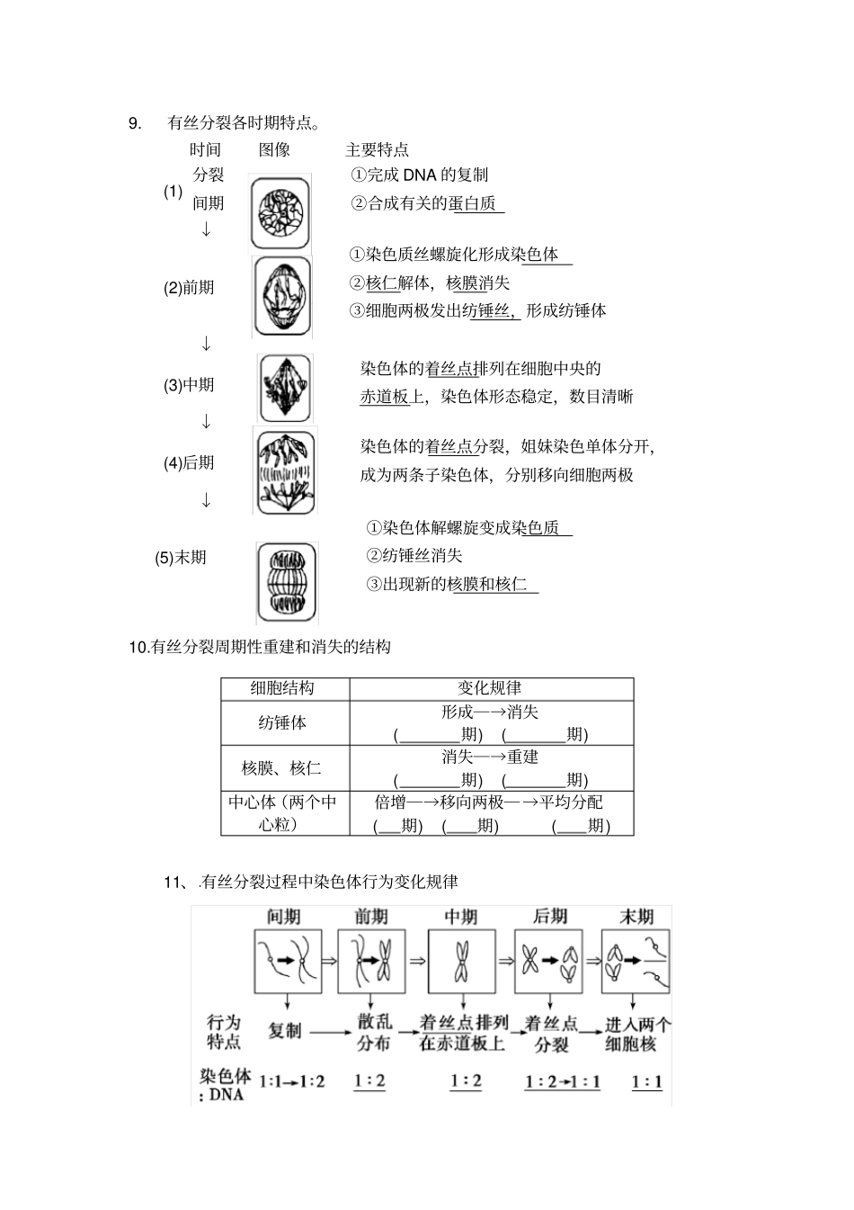 有丝分裂和减数分裂知识点总结大全_第2页