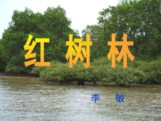 红树林课件李敏