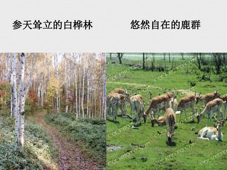 关楠土地的誓言课件_第1页