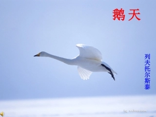 鄂教版四年级语文《天鹅》的课件
