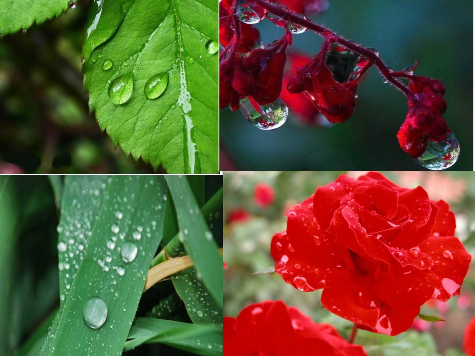 露珠——快乐读书屋四_第3页