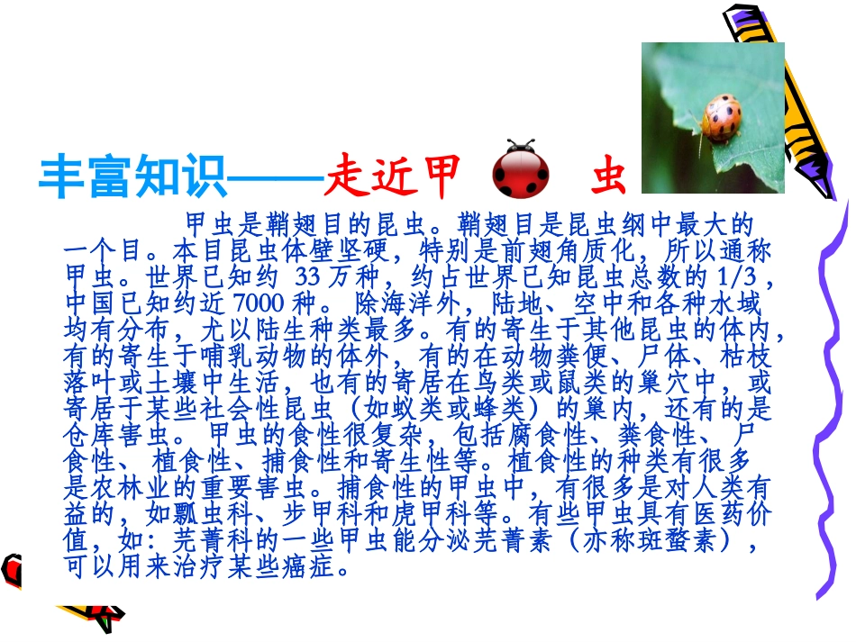 草虫的村落课件 _第3页