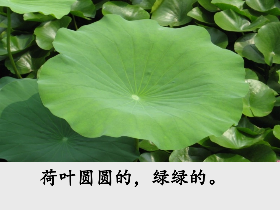 《荷叶圆圆》_第2页