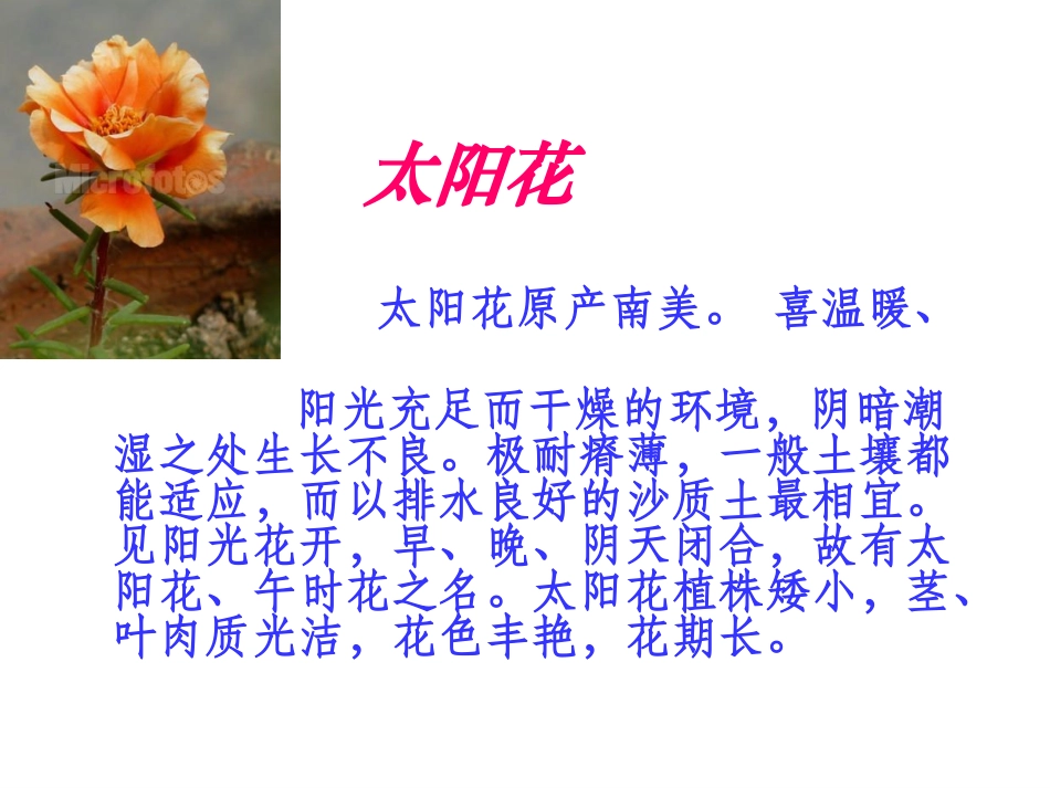 【种一片太阳花(北师大版下册)PPT课件_第2页
