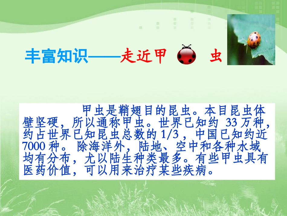 《草虫的村落》教学课件2_第3页